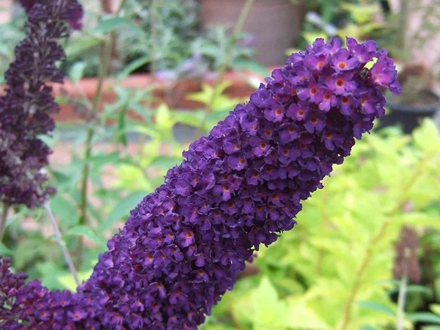 Buddleja Davidii Black Knight (Sommerflieder)