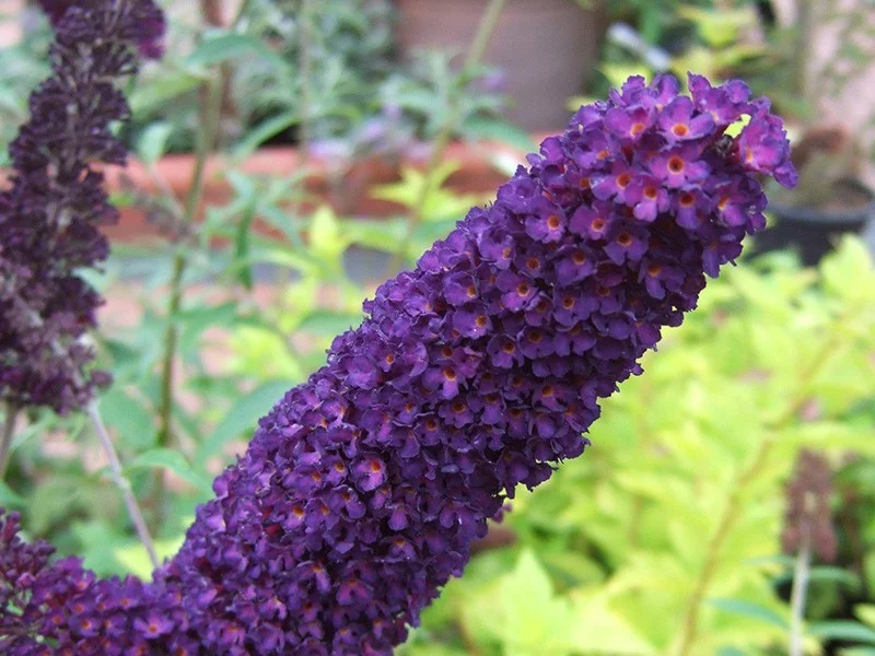 Buddleja Davidii Black Knight (Vlinderstruik)