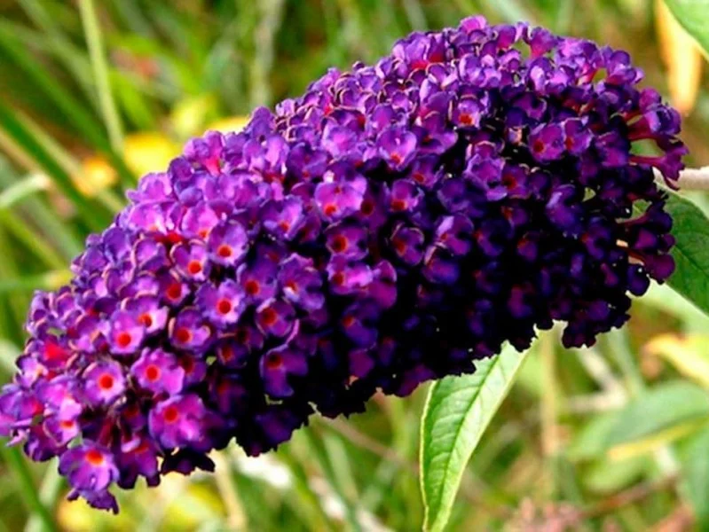 Buddleja Davidii Black Knight (Vlinderstruik)-2