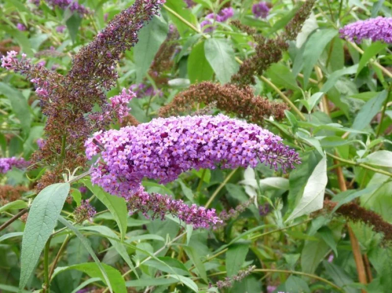 Buddleja Davidii Ille de France (Vlinderstruik)