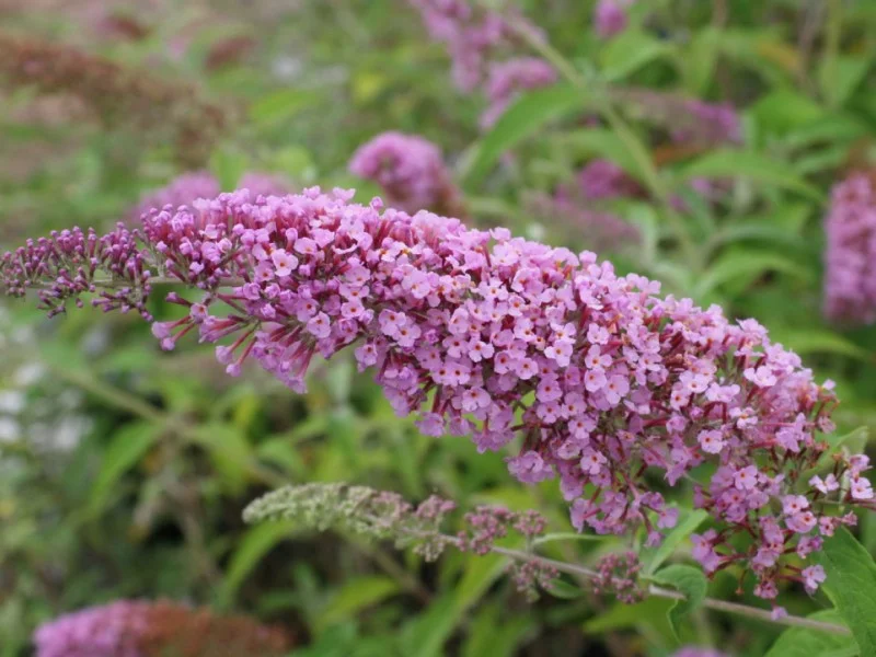 Buddleja Davidii Ille de France (Vlinderstruik)-2