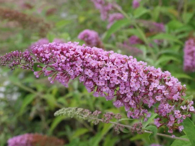 Buddleja Davidii Ille de France (Sommerflieder)
