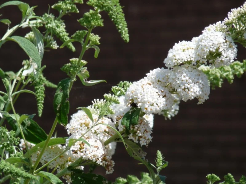Buddleja Davidii White Profusion (Vlinderstruik)
