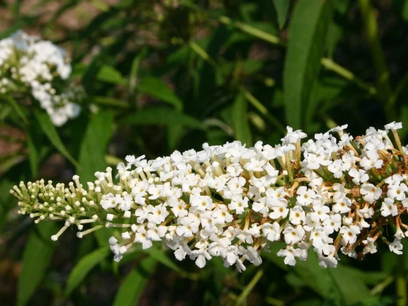 Buddleja Davidii White Profusion (Vlinderstruik)