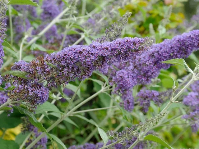 Buddleja Davidii Nanho Blue (Vlinderstruik) Buddleja Davidii Nanho Blue (Vlinderstruik)