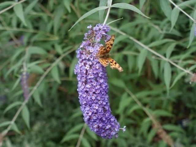 Buddleja Davidii Nanho Blue (Vlinderstruik) Buddleja Davidii Nanho Blue (Vlinderstruik)