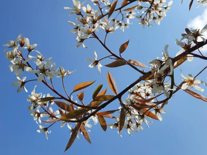 Amelanchier Lamarckii (Krentenstruik)