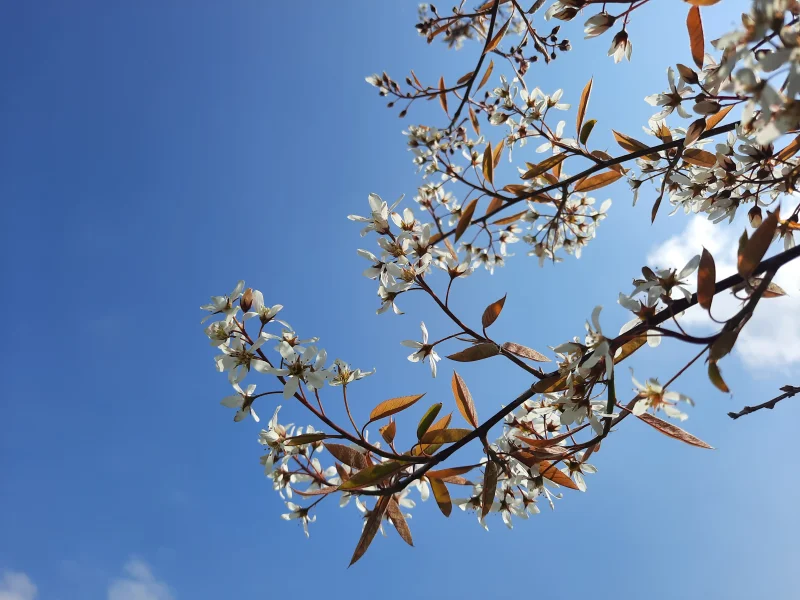 Amelanchier Lamarckii (Krentenstruik)-4