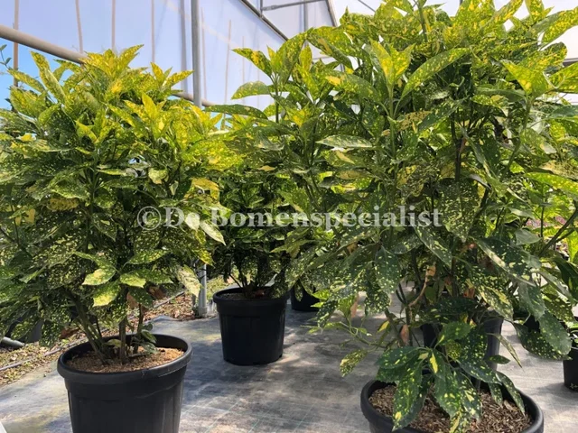 Aucuba Japonica Crotonifolia (Aukube)