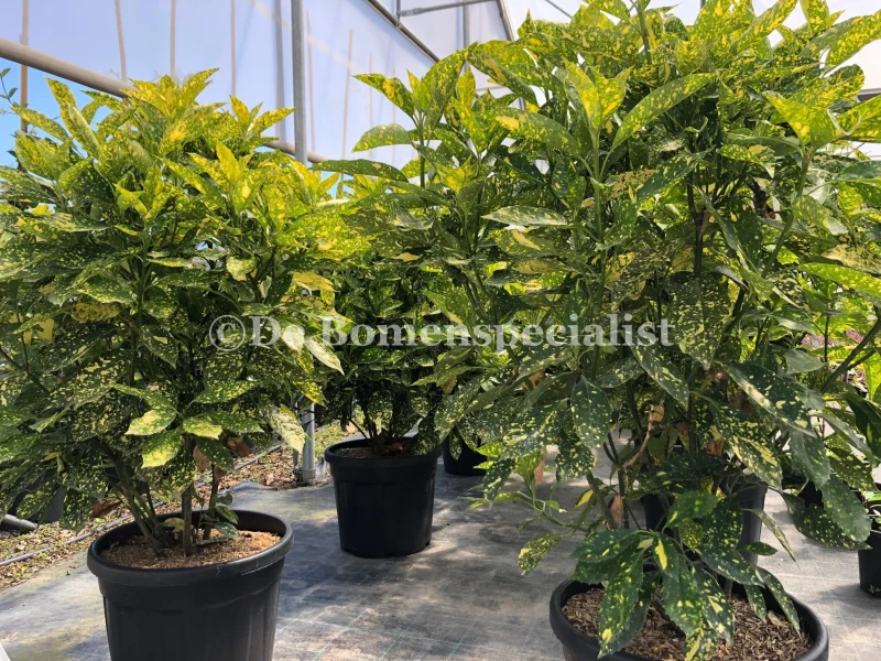 Aucuba Japonica Crotonifolia (Broodboom)