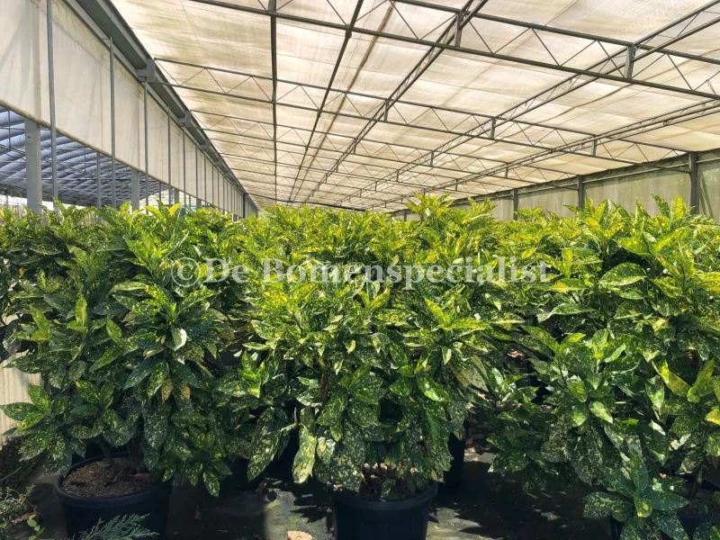 Aucuba Japonica Crotonifolia (Broodboom)