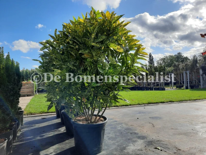 Aucuba Japonica Crotonifolia (Broodboom)-3