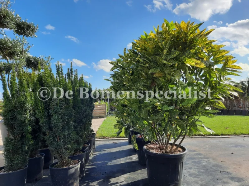 Aucuba Japonica Crotonifolia (Broodboom)-4