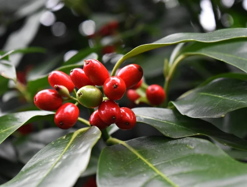 Aucuba Japonica Rozannie (Broodboom)-1