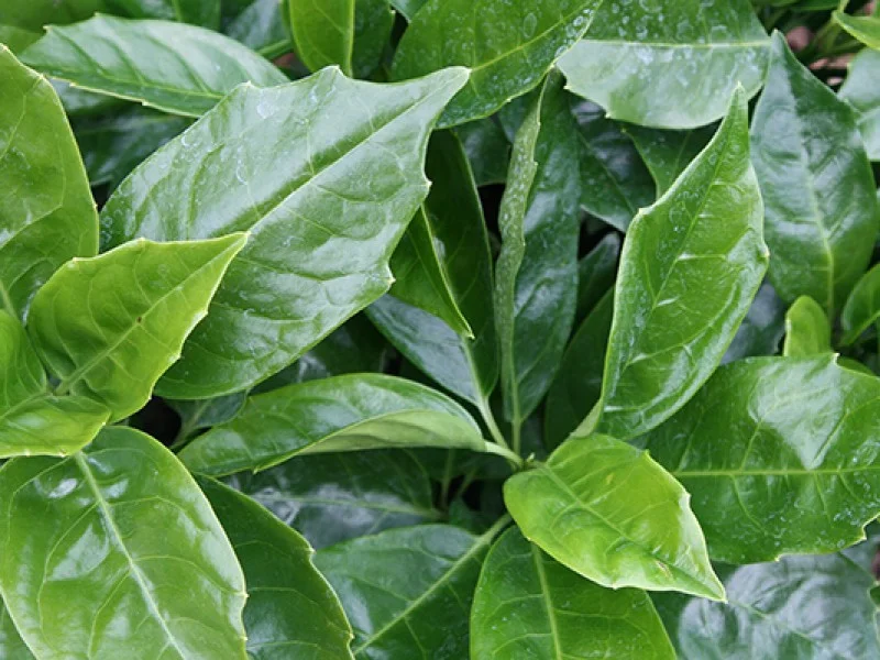Aucuba Japonica Rozannie (Broodboom)-2