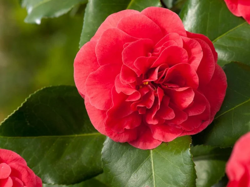 Camellia Japonica Rood (Japanse Roos)