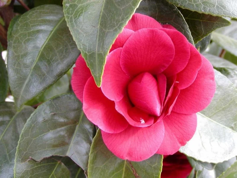 Camellia Japonica Rood (Japanse Roos)