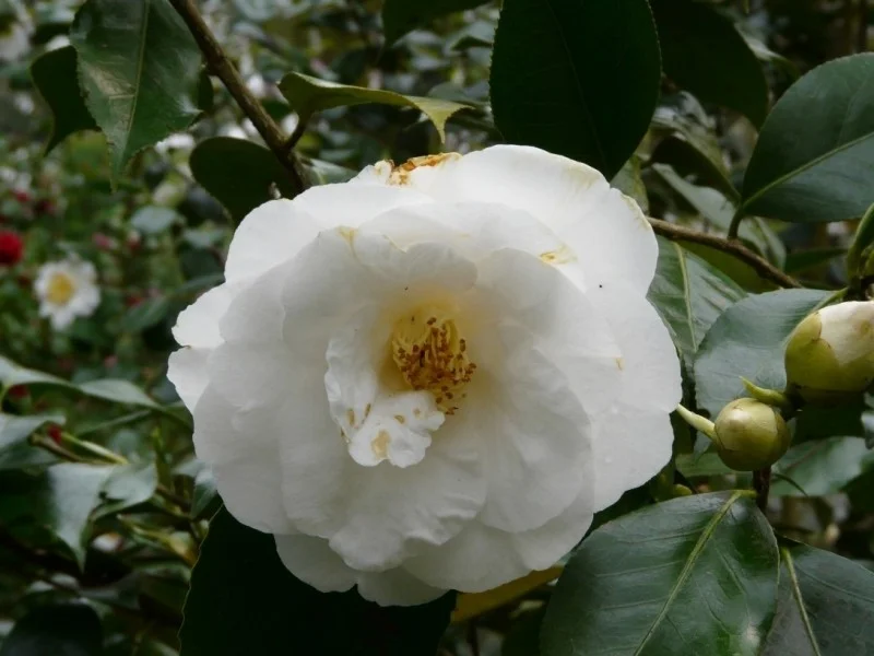 Camellia Japonica Wit (Japanse Roos)