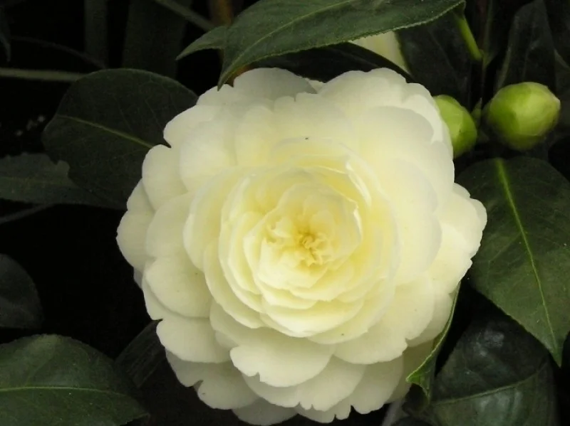Camellia Japonica Wit (Japanse Roos)-2