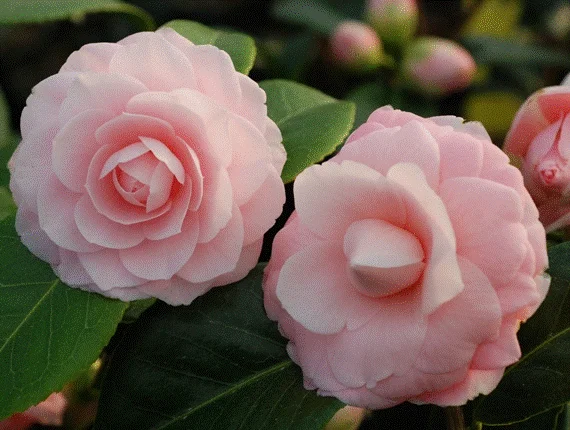 Camellia Japonica Roze (Japanse Roos)
