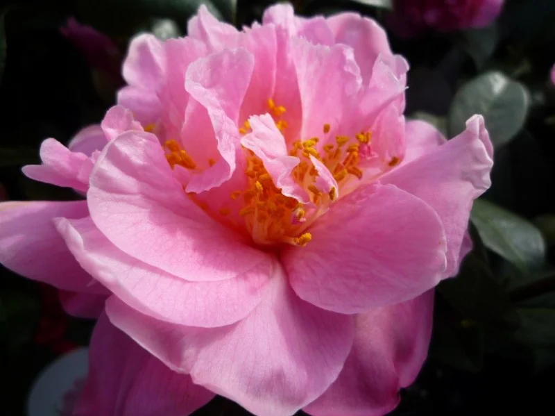 Camellia Japonica Roze (Japanse Roos)