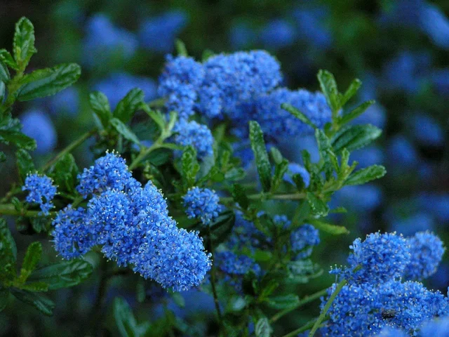 Ceanothus Blue Mound (Amerikaanse Sering) Ceanothus Blue Mound (Amerikaanse Sering)