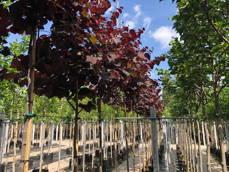 Cercis Canadensis Forest Pansy (Judasboom)