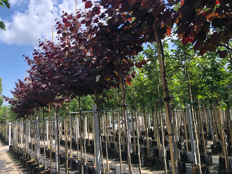 Cercis Canadensis Forest Pansy (Judasboom)-2
