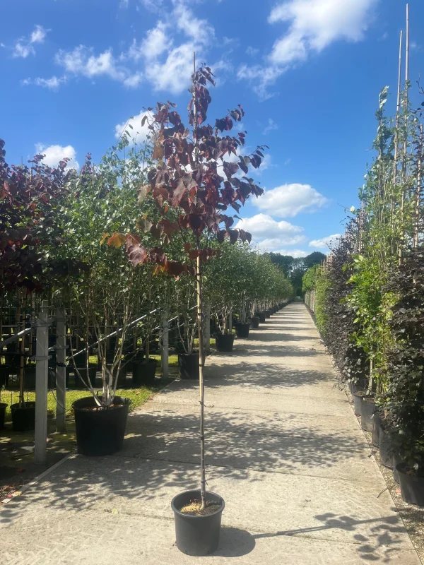 Cercis Canadensis Forest Pansy (Judasboom)-4