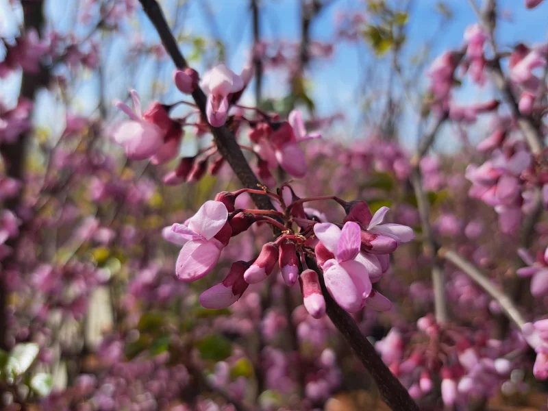 Cercis Canadensis Forest Pansy (Judasboom)-6