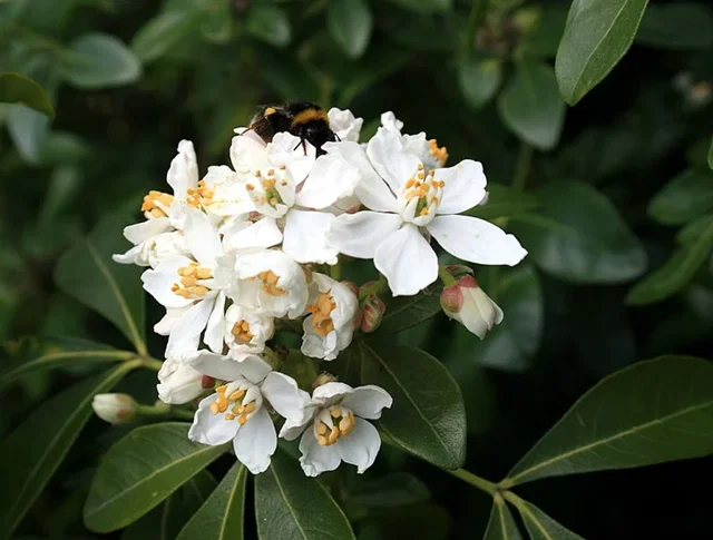 Choisya Ternata (Orangenblume)