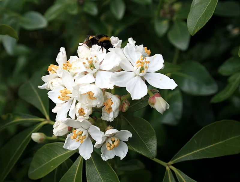 Choisya Ternata (Wintergroene Heester)