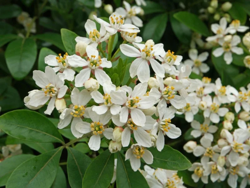 Choisya Ternata (Wintergroene Heester)