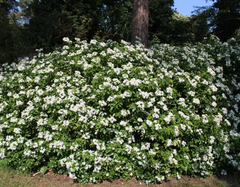 Choisya Ternata (Wintergroene Heester)-3
