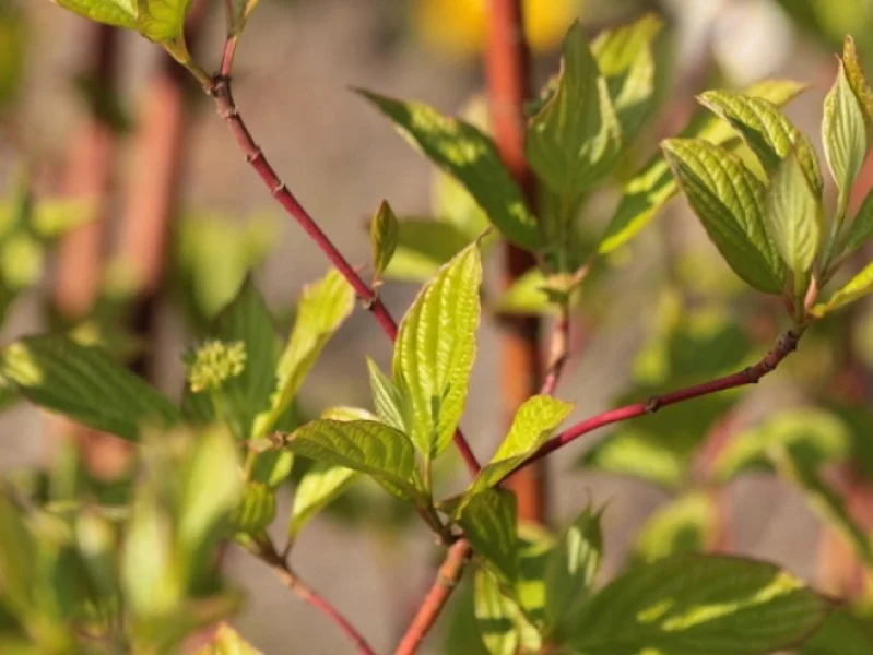 Cornus Alba Sibirica (Witte Kornoelje)-1