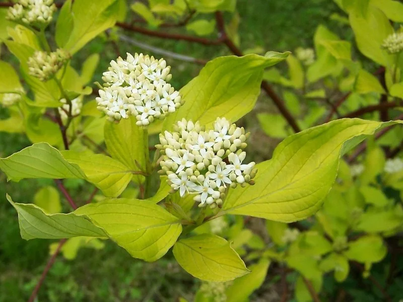 Cornus Alba Sibirica (Witte Kornoelje)-2