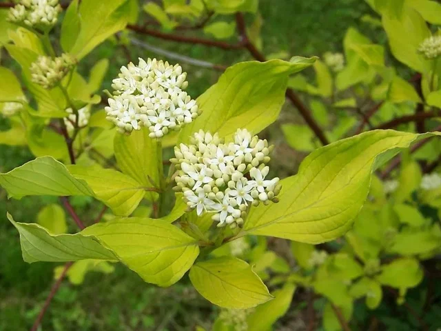 Cornus Alba Sibirica (Sibirischer Hartriegel)