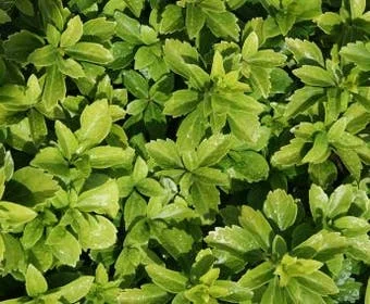Pachysandra terminalis-1