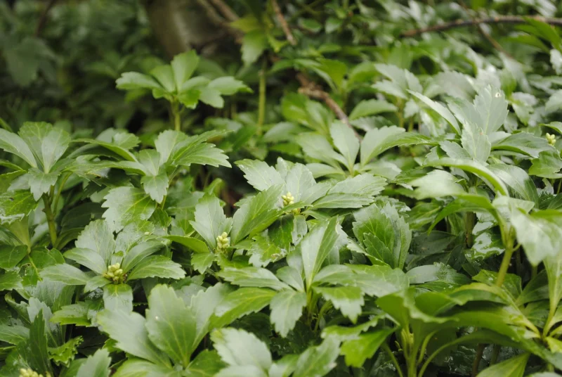Pachysandra terminalis