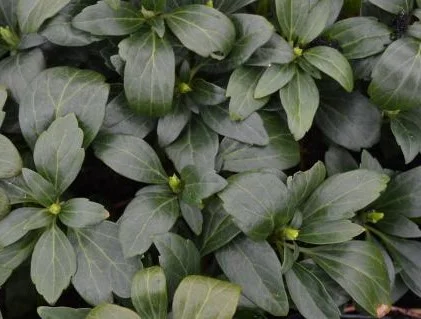 Pachysandra terminalis 'Green Carpet'