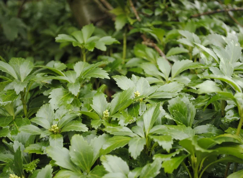 Pachysandra terminalis 'Green Carpet'