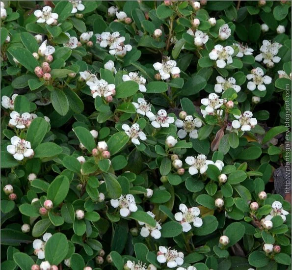 Cotoneaster dammerii