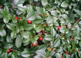 Cotoneaster dammerii-2