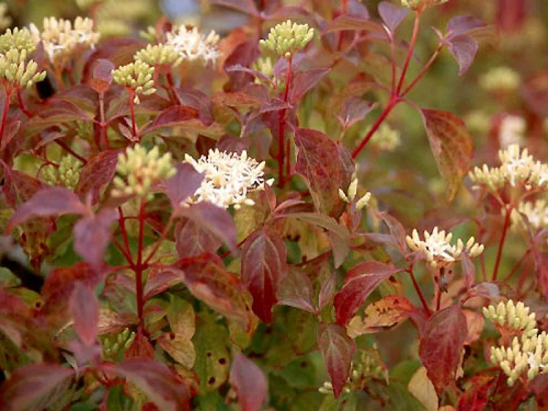 Cornus Sanguinea Midwinter Fire (Kornoelje)