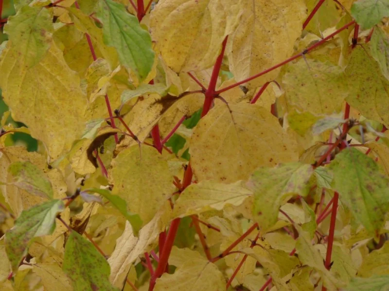 Cornus Sanguinea Midwinter Fire (Kornoelje)
