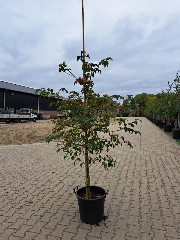 Cornus Kousa China Girl Struik (Kornoelje)-2