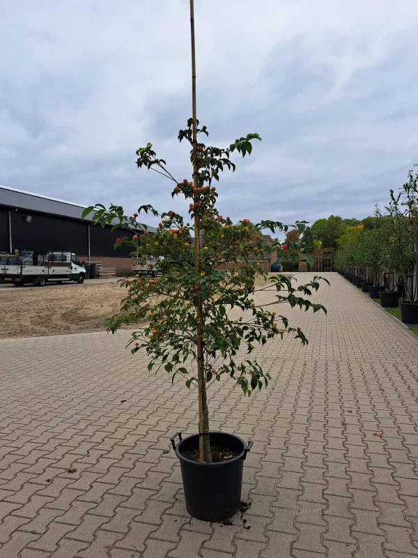 Cornus Kousa China Girl Struik (Kornoelje)