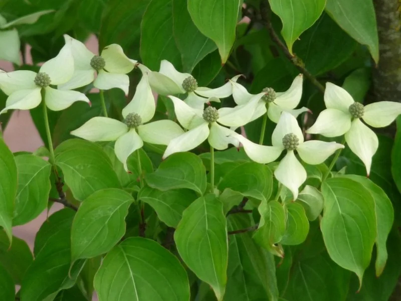 Cornus Kousa China Girl Struik (Kornoelje)-3