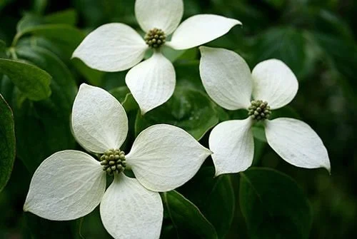Cornus Kousa Milky Way Struik (Kornoelje)
