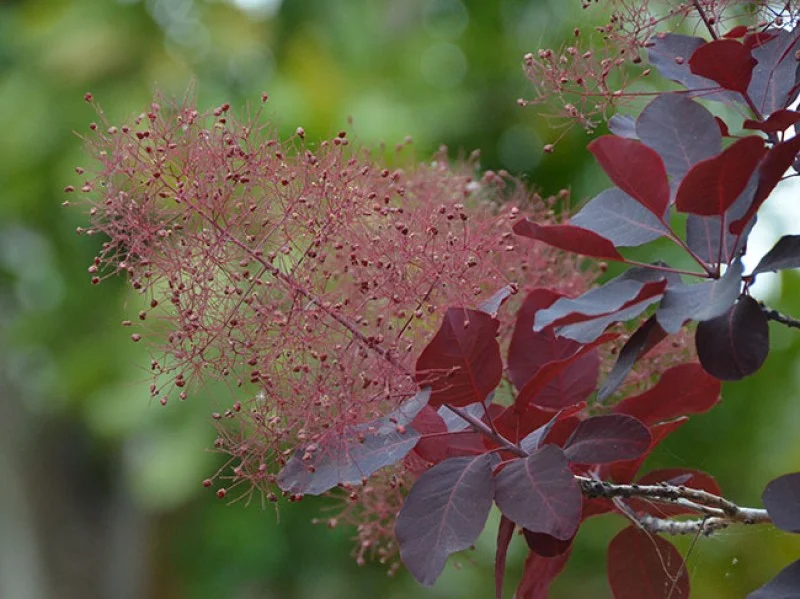 Cotinus Coggyria Royal Purple (Pruikenboom)-1